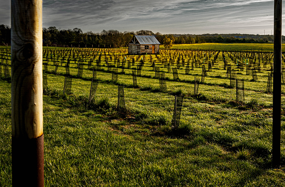 loversall vineyard 2